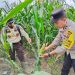 Polsek Bandar Seikijang Kawal Ketahanan Pangan 1,5 Ha Jagung Pipil PT CDS Tumbuh Subur