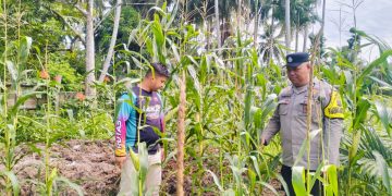 Polsek Hulu Kuantan Cek Perkembangan Jagung Ketahanan Pangan Desa Tanjung Guna Mendukung Swasembada Pangan 2026