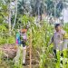 Polsek Hulu Kuantan Cek Perkembangan Jagung Ketahanan Pangan Desa Tanjung Guna Mendukung Swasembada Pangan 2026