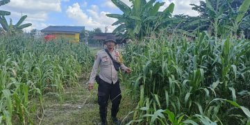 Polsek Singingi Hilir Monitoring Tanaman Jagung Ketahanan Pangan Desa Sukamaju
