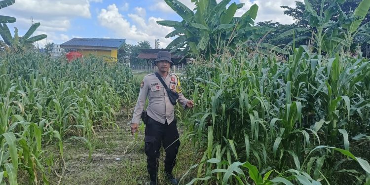 Polsek Singingi Hilir Monitoring Tanaman Jagung Ketahanan Pangan Desa Sukamaju
