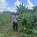 Polsek Singingi Hilir Monitoring Tanaman Jagung Ketahanan Pangan Desa Sukamaju