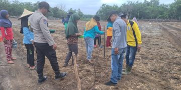 Polsek Benai Dukung Ketahanan Pangan, Tanam Jagung Hibrida Bersama Pemerintah Desa Banjar Lopak