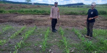 Polsek Pelalawan Kawal Ketahanan Pangan: 1 Ha Jagung Pipil PT Adei Dipupuk, Tumbuh Subur di Telayap