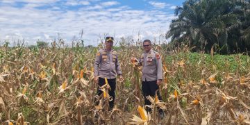 Polsek Pkl Kuras Gelar Gladi Panen Raya Jagung 2 Ha di Betung: Wujud Nyata Swasembada Pangan Sorek