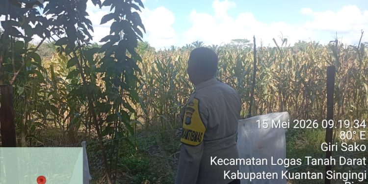 POLSEK LOGAS TANAH DARAT LAKUKAN PENGECEKAN TANAMAN JAGUNG, DUKUNG SWASEMBADA PANGAN 2026