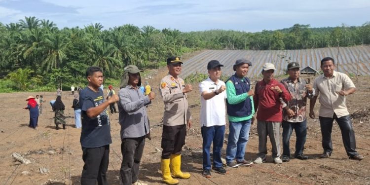 Polsek Tambusai Dukung Program Ketahanan Pangan Prabowo, “Tanam Jagung di Desa Talikumain