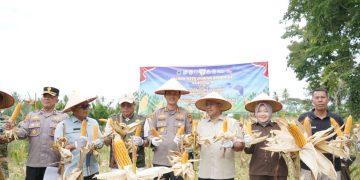 Kapolres Kuansing Bersama Forkopimda Gelar Panen Raya Jagung Serentak Dukung Ketahanan Pangan