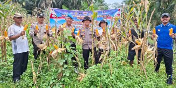Polsek Kampar Kiri Hilir Bantu Panen Jagung Desa Karya Bakti – Lahan 2 Ha Hasilkan ±800 kg Untuk Dukung Swasembada Pangan