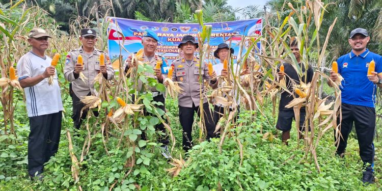 Polsek Kampar Kiri Hilir Bantu Panen Jagung Desa Karya Bakti – Lahan 2 Ha Hasilkan ±800 kg Untuk Dukung Swasembada Pangan