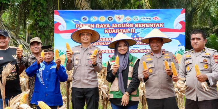 Panen Raya Jagung di Rambah Hilir, Kapolres Rohul Tegaskan Komitmen Polri Dukung Swasembada Pangan Nasional