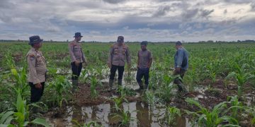 Polsek Kuala Kampar Kawal 15 Ha Jagung Pipil di Sungai Solok dalam rangka Swasembada Pangan