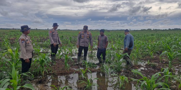 Polsek Kuala Kampar Kawal 15 Ha Jagung Pipil di Sungai Solok dalam rangka Swasembada Pangan