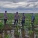 Polsek Kuala Kampar Kawal 15 Ha Jagung Pipil di Sungai Solok dalam rangka Swasembada Pangan