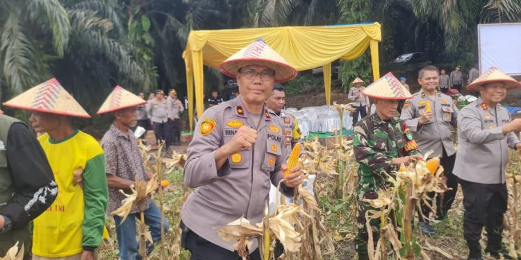 Panen Raya Jagung serentak Kuartal II Tahun 2026 mendukung Ketahanan Pangan