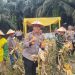 Panen Raya Jagung serentak Kuartal II Tahun 2026 mendukung Ketahanan Pangan
