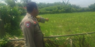 Polisi Cinta Petani, Polsek Pangean Cek Perkembangan Tanaman Jagung di Desa Padang Kunik