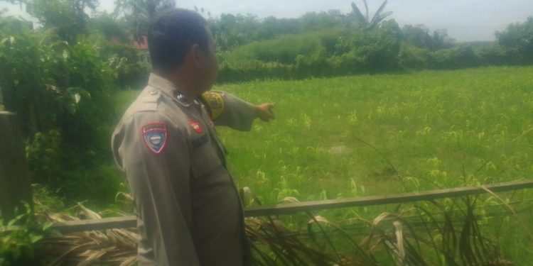 Polisi Cinta Petani, Polsek Pangean Cek Perkembangan Tanaman Jagung di Desa Padang Kunik