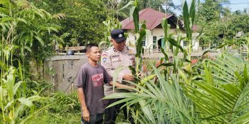 Polsek Hulu Kuantan Cek Perkembangan Tanaman Jagung Ketahanan Pangan di Desa Tanjung