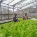 Polri Cinta Petani, Polresta Pekanbaru Melalui Polsek Limapuluh Turun Langsung Cek Kebun Sayur Organik Warga