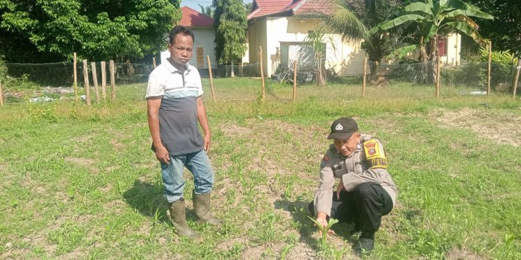 Polsek Logas Tanah Darat Cek Perkembangan Jagung Ketahanan Pangan, Dukung Program Swasembada Pangan Nasional