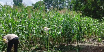 Polresta Pekanbaru Bersama Polsek Bukit Raya Kawal Swasembada Pangan Lewat Perawatan Jagung Pipil