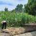 Polresta Pekanbaru Bersama Polsek Bukit Raya Kawal Swasembada Pangan Lewat Perawatan Jagung Pipil
