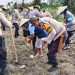 Kegiatan program ketahanan pangan penanaman jagung pipil oleh Polsek Senapelan. 