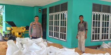 Polsek Tapung Hilir Hasilkan 4 Ton Jagung Pipil – Siap Dijual Ke Bulog Tandun Melalui Bulog Kampar