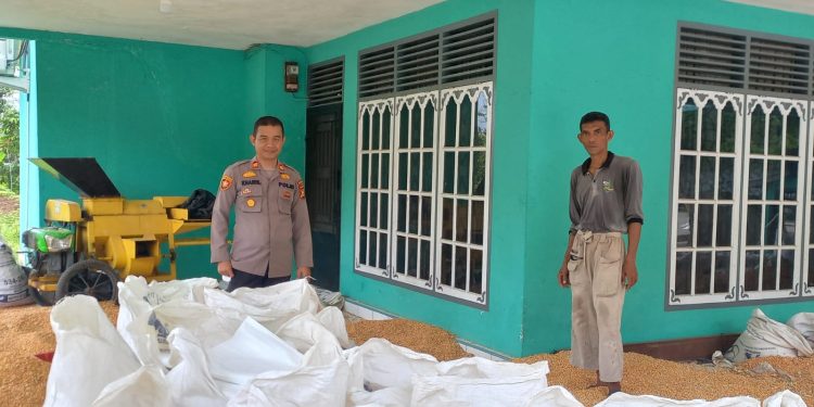 Polsek Tapung Hilir Hasilkan 4 Ton Jagung Pipil – Siap Dijual Ke Bulog Tandun Melalui Bulog Kampar