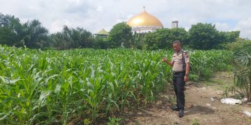 BHABINKAMTIBMAS DESA PLAMBAIAN MONITORING TANAMAN JAGUNG – WUJUD NYATA POLRI DUKUNG KETAHTANAN PANGAN