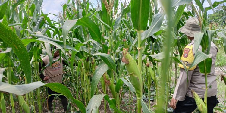 Polsek Bukitraya bersama PPL Bukitraya Laksanakan Monitoring Tanaman jagung Poktan Bina Tani Sejahtera