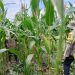 Polsek Bukitraya bersama PPL Bukitraya Laksanakan Monitoring Tanaman jagung Poktan Bina Tani Sejahtera