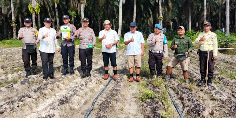 Polsek Bunut Tanam Jagung Hibrida 2 Ha di Sialang Kayu Batu: Dorong Swasembada Pangan di Bunut