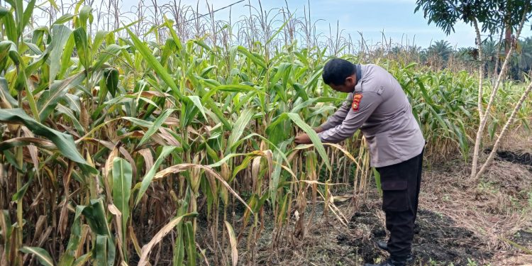 Bhabinkamtibmas Desa Indrapuri Monitor Jagung Pipil 1 Ha – Tanaman Sehat, Siap Panen Mei 2026 Dukung Ketahtanan Pangan