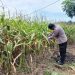 Bhabinkamtibmas Desa Indrapuri Monitor Jagung Pipil 1 Ha – Tanaman Sehat, Siap Panen Mei 2026 Dukung Ketahtanan Pangan