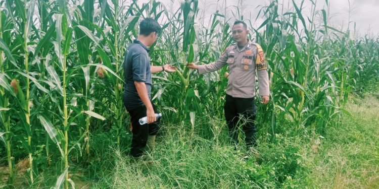 Polsek Bangkinang Barat Tinjau Lahan Jagung 2 Ha di PT SSA Dukung Swasembada Pangan Kampar
