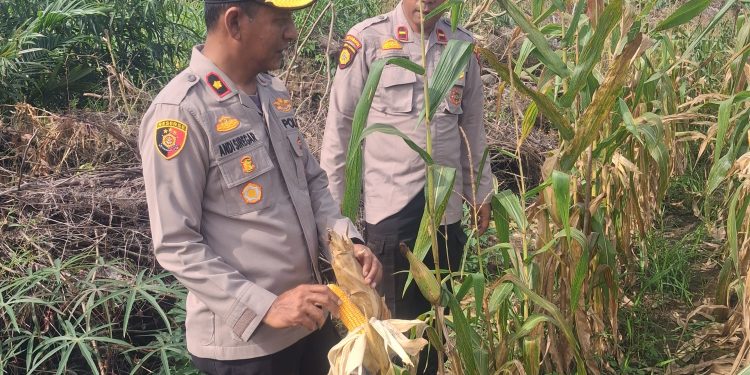 Polsek Kampar Kiri monitor tanaman jagung 1,8 ha di Desa Sungai Geringging – Tanaman Sehat, Siap Panen Juni 2026
