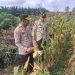 Polsek Kampar Kiri monitor tanaman jagung 1,8 ha di Desa Sungai Geringging – Tanaman Sehat, Siap Panen Juni 2026