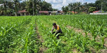 Polsek Logas Tanah Darat Lakukan Pengecekan Tanaman Jagung di Desa Sukaraja Dukung Swasembada Pangan 2026