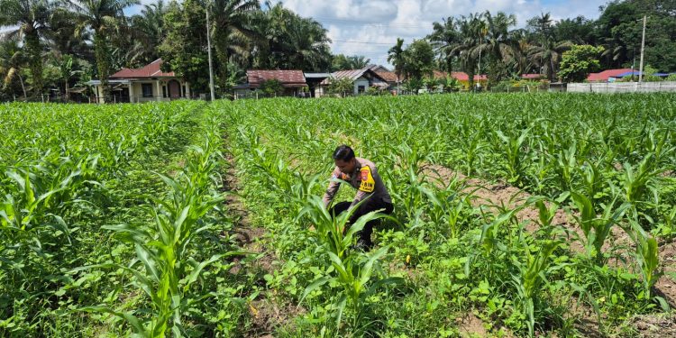 Polsek Logas Tanah Darat Lakukan Pengecekan Tanaman Jagung di Desa Sukaraja Dukung Swasembada Pangan 2026