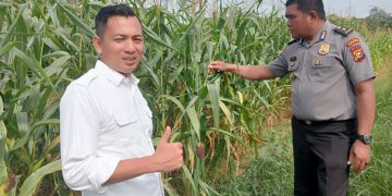 Polres Rokan Hulu Pantau Pertumbuhan Jagung Hibrida, Siapkan 6 Hektare Lahan Baru untuk Mendukung Ketahanan Pangan