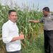 Polres Rokan Hulu Pantau Pertumbuhan Jagung Hibrida, Siapkan 6 Hektare Lahan Baru untuk Mendukung Ketahanan Pangan