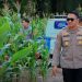 Ketahanan Pangan, Kapolres Siak AKBP Sepuh Ade Irsyam Siregar Instruksikan Polsek Jajaran Maksimalkan Pemanfaatan Lahan Kosong