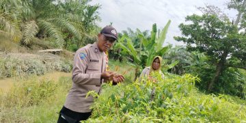 Polres Inhu Hadir untuk Swasembada Pangan, Bhabinkamtibmas Sambangi Petani Timun dan Cabe