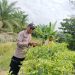 Polres Inhu Hadir untuk Swasembada Pangan, Bhabinkamtibmas Sambangi Petani Timun dan Cabe