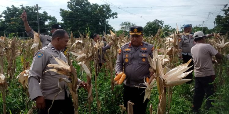 Polsek Sukajadi Panen Jagung Pipil Dalam Rangka Mendukung Swasembada Pangan.