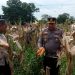 Polsek Sukajadi Panen Jagung Pipil Dalam Rangka Mendukung Swasembada Pangan.