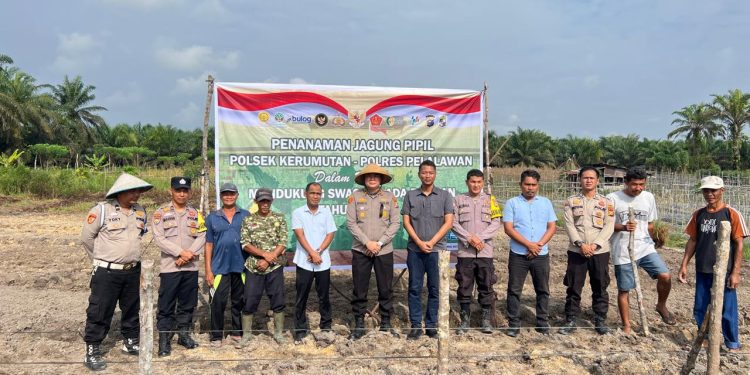 Polsek Kerumutan Tanam Jagung di Lahan Ketahanan Pangan Banjar Panjang: Polri Dampingi Petani Wujudkan Swasembada
