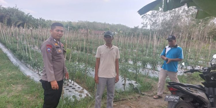 Polsek Benai Koordinasi Persiapan Penanaman Jagung Pipil di Desa Koto Benai, Dukung Ketahanan Pangan